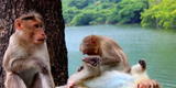 Viruela del mono: ¿Una persona puede morir si se contagia?, experto lo revela