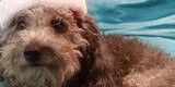 Peluchín, el perrito que fue rescatado del abandono y la muerte por una animalista