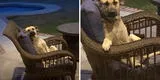 Mujer sale al patio trasero de su casa, encuentra a un perrito sin hogar sentado en su silla y escena 'roba' suspiros