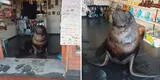 Lobo marino irrumpe en una tienda y termina robándose el cariño de los clientes [VIDEO]