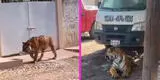 Captan a Tigre de bengala caminando tranquilamente por las calles de México [VIDEO]