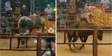 Tragedia en México: jinete de 20 años muere tras ser aplastado por un toro [VIDEO]