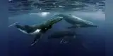 ¿Qué significa soñar con ballenas? ¿Tendré riqueza y estabilidad económica?