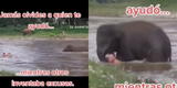 Elefante bebé ve que hombre es llevado por la corriente de un río y va a salvarlo, escena hace reflexionar a miles [VIDEO]