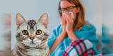 Alergia a los gatos: ¿cómo identificarla y erradicarla de tu mascota?