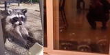 Mujer alimenta a mapache hambriento, pero este trae a sus ‘amigos’ y pasa lo impensado