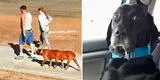 Perro de ‘seis patas’ aparece en Google Maps mientras pasea con sus dueños [FOTO]