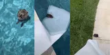 Thalía cautiva a sus seguidores al salvar roedor de piscina