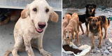 Asesinan a 29 perros en Qatar: los animales pensaron que sujetos los iban a alimentar