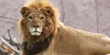¿Qué significa soñar con animales salvajes?