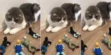 Gato es acorralado por soldados de juguete y su peculiar reacción se hizo viral en TikTok [VIDEO]