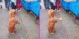 Perrito es captado pidiéndole comida a vendedora de pollos y conmovedora escena es viral en TikTok [VIDEO]