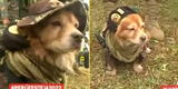 'Chato': el perrito rescatado de la calle que va 'sirviendo' 8 años al Perú desfilará hoy en la Parada Militar [VIDEO]