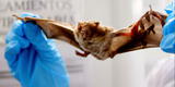 COVID-19: ¿Por qué los murciélagos no infectan del coronavirus?