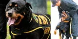 Lay Fun: la historia del rottweiler que mató un criminal y llegó a ser perro policía