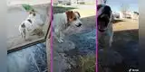 Le dedica 'Mi bebito fiu fiu' a su perrito, pero no se esperaba su reacción: “No la soporta” [VIDEO]