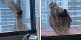 "Buscaba comida": halcón es captado golpeando el cristal de una ventana para ingresar a oficina [VIDEO]