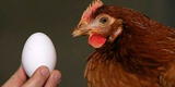 ¿Qué significa soñar con huevos de gallina?