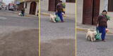 Perrito es captado 'ayudando' a su dueña con la bolsa del mercado y escena causa ternura: "Todo sea por el almuerzo" [VIDEO]