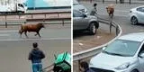 Toro se escapa en la Panamericana Sur y genera pánico intentando cornear a peatones [VIDEO]