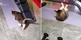 Gato es captado haciendo rutina de abdominales y usuarios reaccionan: “El gato fitness sí existe”