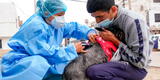 Chorrillos: Cerca de 23 mil canes serán vacunados contra la rabia