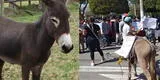 Ica: ciudadanos intentan sacar a alcalde en un burro tras obras inconclusas en Nasca