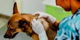 Viruela del mono: ¿Cómo prevenir un contagio a las mascotas?