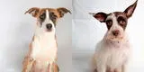 Fundación Rayito y Súper Pet se unen para jornada de adopción de perritos rescatados