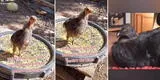 Peruano compra "gallo carioco" en el Centro de Lima, pero resultó ser gallinazo y se burlan: "Lo hicieron otra vez" [VIDEO]