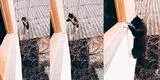 Gato sorprende con insólita maniobra para ingresar a ventana y resultado es viral: “Misión imposible”