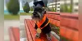 Termina la universidad y se gradúa junto a su mascota: “Estudiamos juntos Derecho” [FOTO]