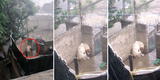 Perrito que estaba amarrado afuera bajo la fuerte lluvia y granizo fue rescatado para encontrarle un hogar [VIDEO]