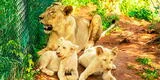 León blanco mutila a hombre en zoológico de Ghana: intentó robar su cachorro