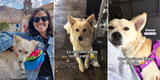 Turistas rescataron a perrito callejero en Perú, lo llevaron a España y escena conmueve: "Somos su primera familia" [VIDEO]