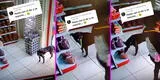 Perrito callejero 'roba' comida de una tienda de mascotas y usuarios en TikTok se ofrecen a pagar [VIDEO]