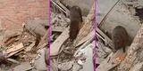 “¡Alan está vivo!”: peruano revisa terreno abandonado y encuentra gigantesco roedor [VIDEO]