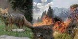 Zorro Run Run en peligro: Incendio forestal en Granja Porcón de Cajamarca amenaza su hogar [VIDEO]