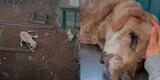 Hope: perrito que tenía las patas rotas y pedazos de madera en el estómago falleció en el veterinario