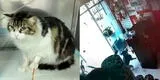 Surco: perro de raza pitbull ingresa a veterinaria y casi mata una gatita [VIDEO]