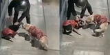 SMP: delincuente incrusta desarmador en las orejas de dos perritos para poder robar [VIDEO]