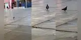 Paloma es captada ‘bailando’ marinera en patio de colegio e insólita escena es viral: “Faltó el coqueteo” [VIDEO]