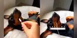 Con un poco de energía este perro está activo para todo el día: “Es de carga rápida”  [VIDEO]