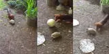 Perrito y tortuga se jugaron su “pichanga” y usuarios reaccionaron [VIDEO]