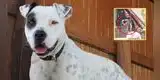 Un pitbull le arrancó un brazo a ladrón que entró a robar a la casa de su dueño: Ahora quieren sacrificarlo [FOTO]