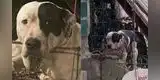 Pitbull que atacó a ladrón para proteger a su dueño no será sacrificado: “No encontramos argumentos”