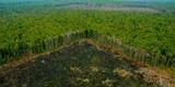 Nuestro plante en peligro: ¿Qué es la deforestación?