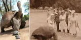 La tortuga gigante Jonathan: es el animal terrestre más viejo que se conoce y cumplirá 190 años a fines del 2022