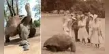 La tortuga gigante Jonathan: es el animal terrestre más viejo que se conoce y cumplirá 190 años a fines del 2022