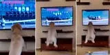 Perro se emociona al ver carrera de caballos en la TV: atento, salta y ladra